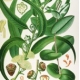 Eucalyptus Essential Oil