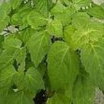 Patchouli Essential Oil Patchouli Essential Oil