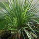 Lemongrass Essential Oil