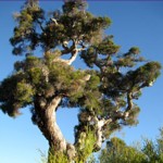 Tea Tree Essential Oil