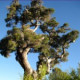 Tea Tree Essential Oil