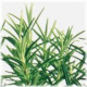 Rosemary Essential Oil Rosemary Essential Oil
