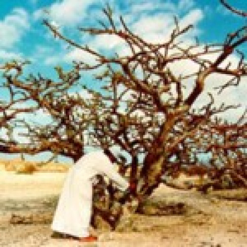 Bible Tree Resin Medicine Oil 15ml Rich Blend of Omani