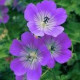 Geranium Essential Oil