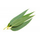 Eucalyptus Essential Oil Certified Organic