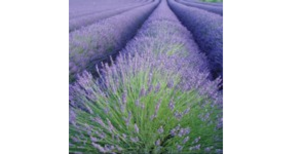 Lavender Essential Oil