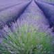 Lavender Essential Oil Certified Organic