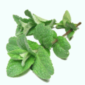 Peppermint Essential Oil-Certified Organic