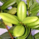 Ravensara Essential Oil