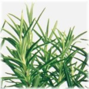 Rosemary Essential Oil - Certified Organic