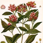 Clove Bud Essential Oil