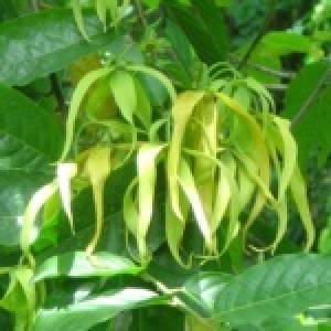 YlangYlang Essential Oil